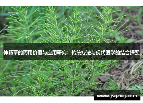 伸筋草的药用价值与应用研究：传统疗法与现代医学的结合探索